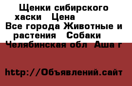 Щенки сибирского хаски › Цена ­ 12 000 - Все города Животные и растения » Собаки   . Челябинская обл.,Аша г.